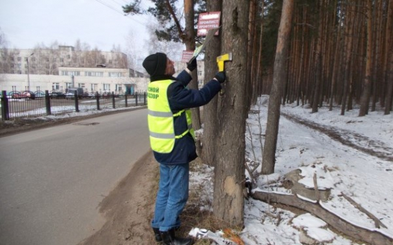 Ярославский департамент лесного хозяйства предупредил о незаконности размещения рекламы на деревьях