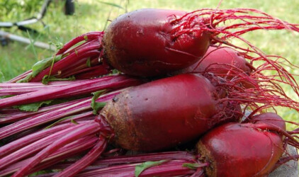 В Ярославской области изменились цены на продукты из «борщевого набора»