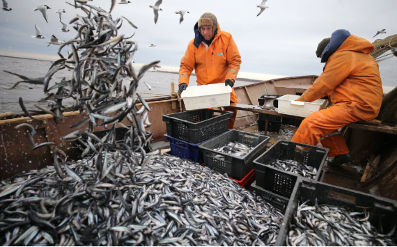 Российские рыбаки наращивают промысловые показатели