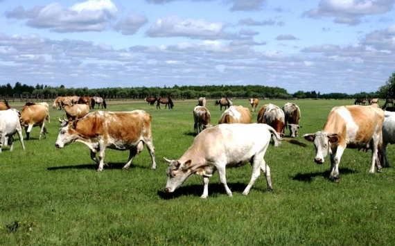 Ярославская область занимает лидирующие позиции в ЦФО по показателям аграрной отрасли
