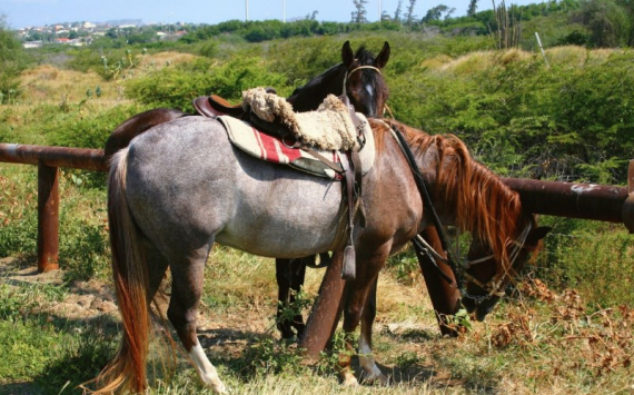 Ярославские бизнесмены предложили легализовать катание на лошадях