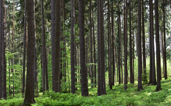 В Ярославской области продолжают восстанавливать лес