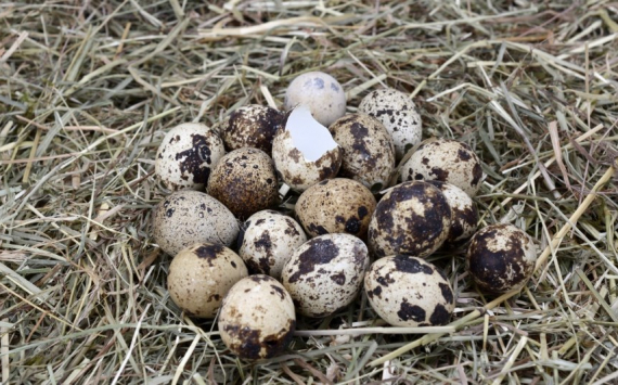 Ярославская область договорилась о поставках мяса и яиц в Молдову