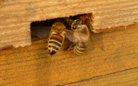 Власти Ярославской области решили развивать пчеловодство