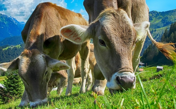 В Первомайском районе Ярославской области появится молочно-товарная ферма на 2 400 голов