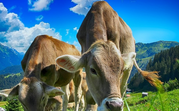 Агрофирма «Пахма» перенесла ввод в Ярославской области молочной фермы на 2021 год