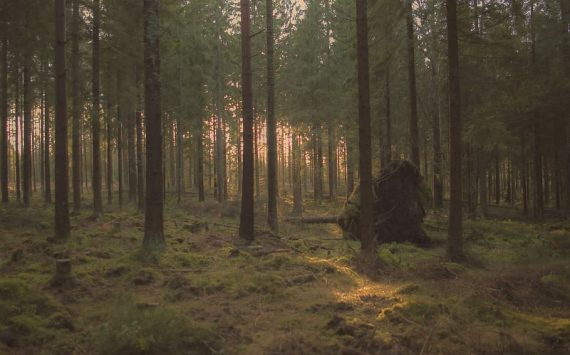 В Ярославской области нарушителей лесного законодательства оштрафовали на 7,2 млн рублей