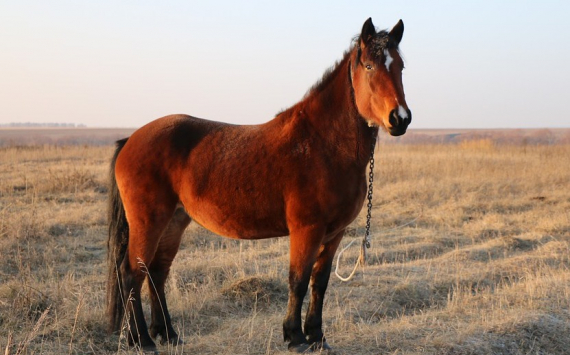 В Ярославской области займутся развитием коневодства