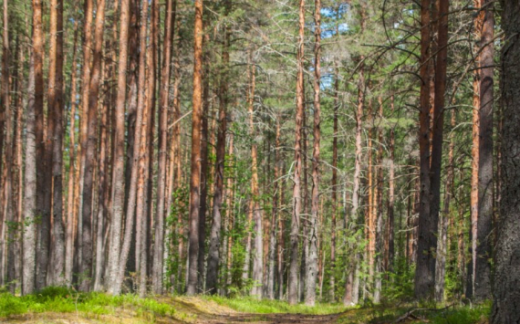 В Ярославской области в бюджет от использования лесов поступило более 370 млн рублей