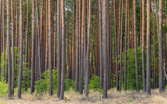 В Ярославской области за использование лесов получено около 154 млн рублей