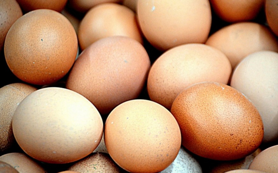 Ярославская область вышла в лидеры ЦФО по производству яиц